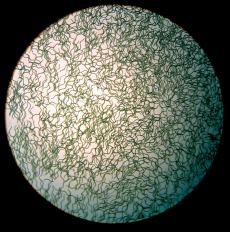 Photo spiruline x 10